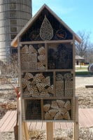 Watch the bees and insects nest