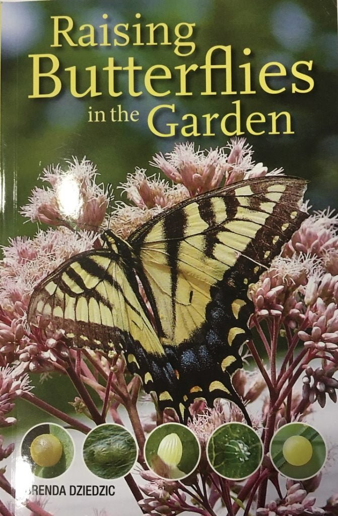 Special Guest Brenda Dziedzic's Book "Raising Butterflies in the Garden"